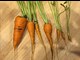 edible root vegetable life cycle lesson
