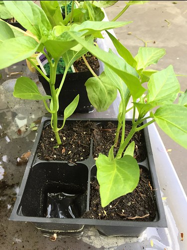 watering pepper transplants
