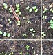 tracking radish sprouts 