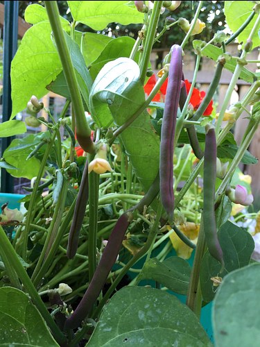 harvesting: finding purple string beans