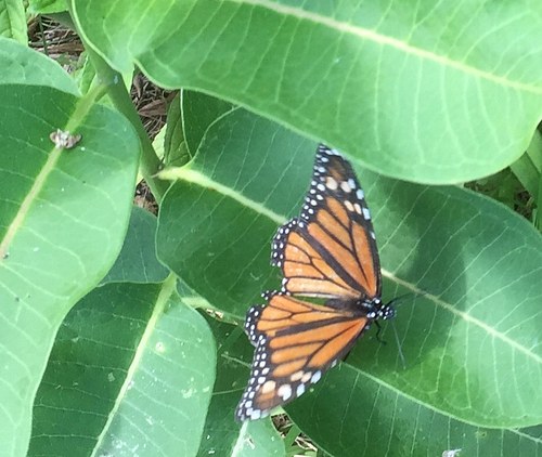 Monarch sighting