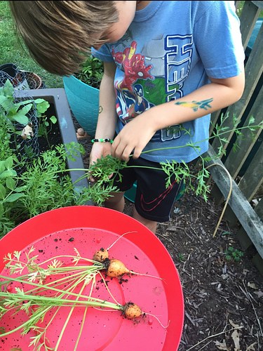 harvesting Thumbelina carrots