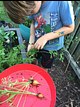harvesting Thumbelina carrots