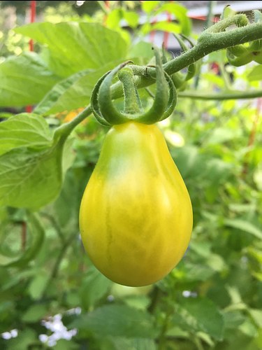 crop pics: a perfect yellow pear tomato