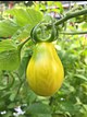 crop pics: a perfect yellow pear tomato