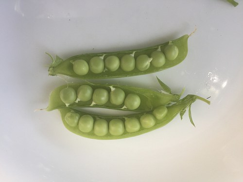 veggie tasting: shelling peas perfection