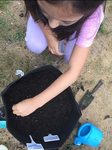 take-home activity: sowing carrot seeds
