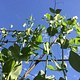 climbing shelling peas (Garden Playdate location)
