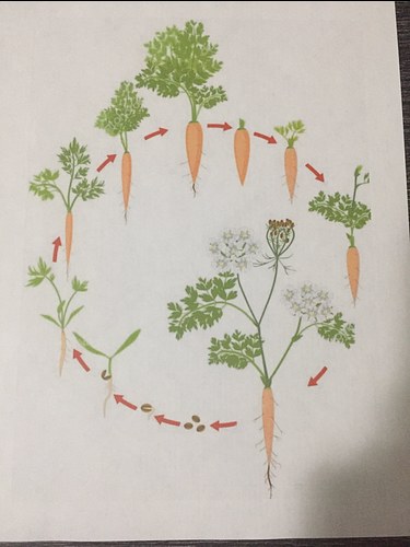 plant life cycles: carrot growth tracker