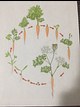 plant life cycles: carrot growth tracker