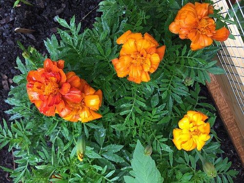 companion planting marigolds for organic pest control