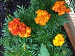companion planting marigolds for organic pest control