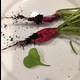 perfectly imperfect radishes