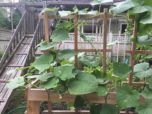cukes and swings - creative placement of new veggie beds
