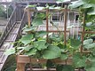 cukes and swings - creative placement of new veggie beds