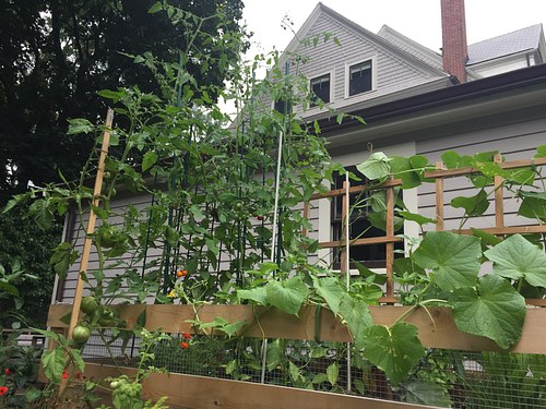 vegetable gardens can be productive and aesthetically pleasing (raised beds by Green City Growers)