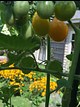 tomato foreground, black-eyed susans background