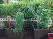 DIY trellises add affordable whimsy
