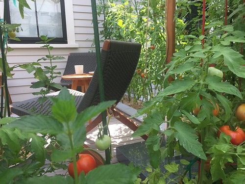 "indeterminate" tomatoes double as a privacy screen!