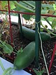 trellised cukes ready to pick