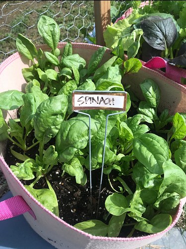 kid-planted spinach crop