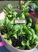 kid-planted spinach crop