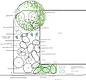 Patio Garden schematic planting plan