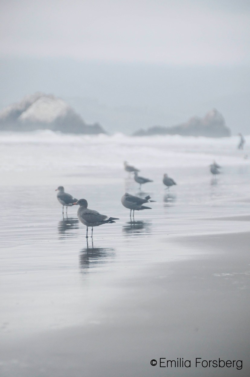 Birds On A Beach In Half Moon Bay