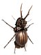 Stag beetle 2