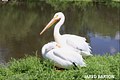 American White Pelicans - Ashland, Nebraska