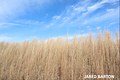 Tall Prairie Grass - unknown, Iowa