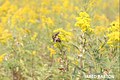 Bumblebee - De Soto National Wildlife Refuge