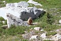 Yellow-Bellied Marmot - Mirror Lake, Wyoming