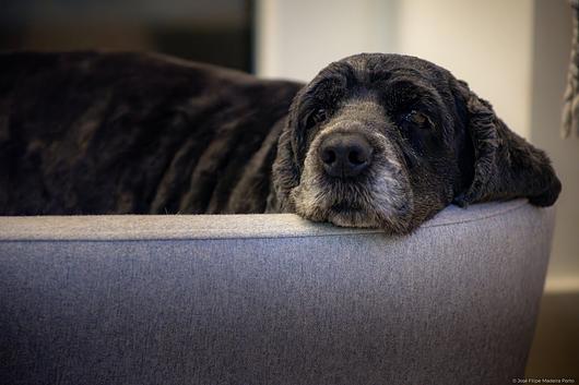 José Filipe Porto, Photography Portfolio